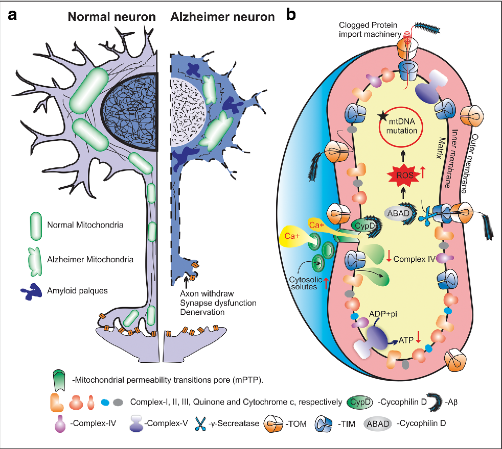 Mitochondrial Drugs for Alzheimer’s Disease
